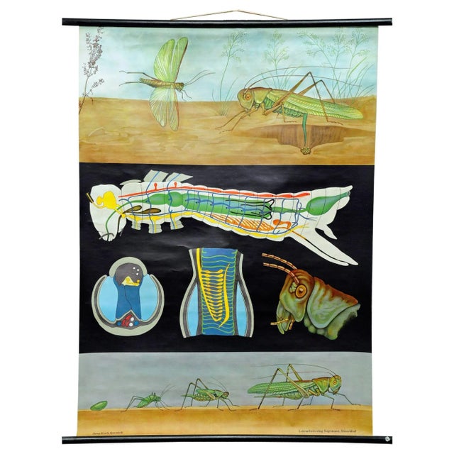 Textile Vintage Biology Animals Bush Cricket School Wall Chart by Jung Koch Quentell For Sale - Image 7 of 7