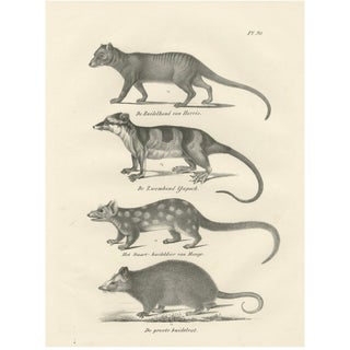 Marsupials, 1836, Lithograph on Paper For Sale