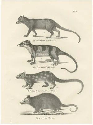 Marsupials, 1836, Lithograph on Paper