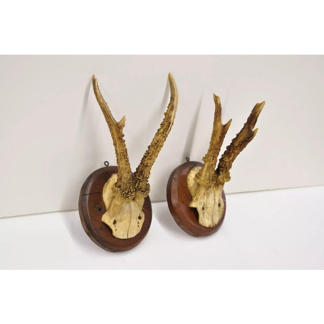 Rustic Vintage Roe Deer Skull Mount Antlers Taxidermy Mancave Wall Decor - a Pair For Sale - Image 3 of 9