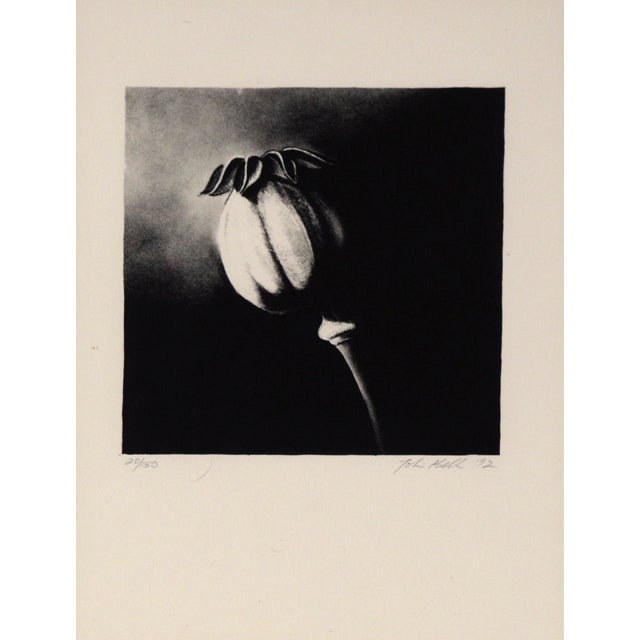 Poppy Pod - Etching in Ink on Paper High contrast depiction of a poppy pod by an unknown artist (20th Century). The poppy...