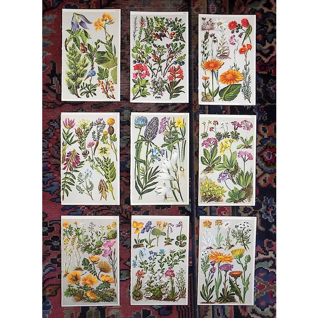 Green Authentic Antique 19th Century Alpine Botanical Color Lithographs - Set of 9 For Sale - Image 8 of 8