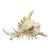 Vintage South Pacific Australian Spiny White W Pink Conch Shell 9.5" X 8" X 7" For Sale