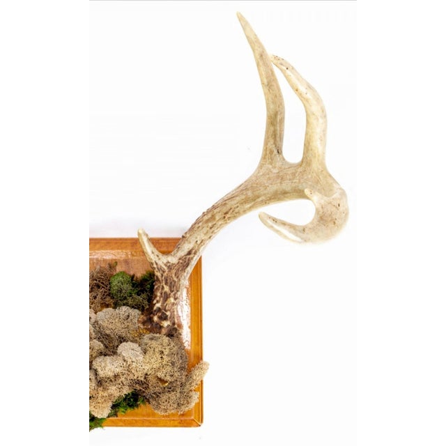 Cabin Faux Taxidermy Embellished Naturalistic Eleven Point Deer Antler Mount Wall Sculpture For Sale - Image 3 of 10