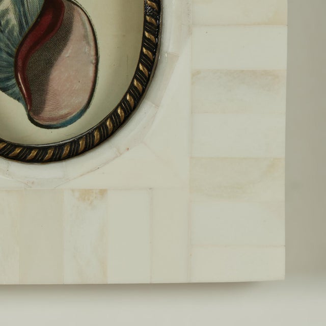 Antique White Pair of Petite Bone Framed Seashell Prints For Sale - Image 8 of 16