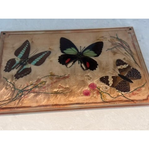 Vintage Lucite Scientific Display Case Seed Collection + Specimen Tray Notes For Sale - Image 9 of 17