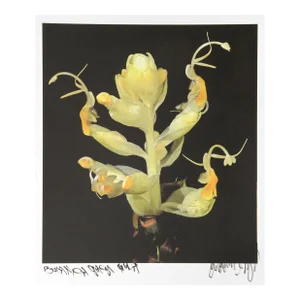 Blooming Yellow Ginger from Botanica, Jonathan Singer, Photograph