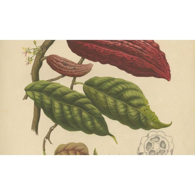 Berthe Hoola van Nooten, Cacao Tree (Theobroma Cacao), 1880, Chromolithograph For Sale - Image 5 of 9