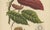 Berthe Hoola van Nooten, Cacao Tree (Theobroma Cacao), 1880, Chromolithograph For Sale - Image 5 of 9