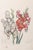 Salvador Dali (Spanish, 1904-1989), "Gladiolus Cun Aurium Corymbo Expectantium" [Gladiolus with Golden Clusters Expected],...
