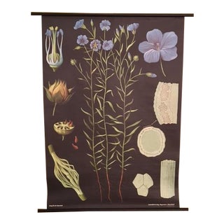 Flax German Botanical Poster For Sale