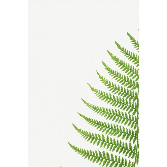 Not Yet Made - Made To Order Fern Botanical Art Print – Feathery Green Frond Illustration, 20" X 30" For Sale - Image 5 of 9