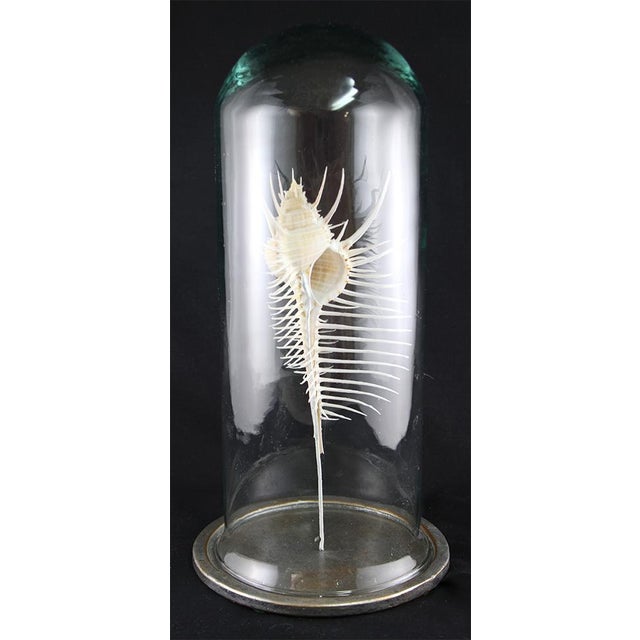 Early 21st Century Decorative Shell Murex Venus Comb With Glass Dome For Sale - Image 5 of 11