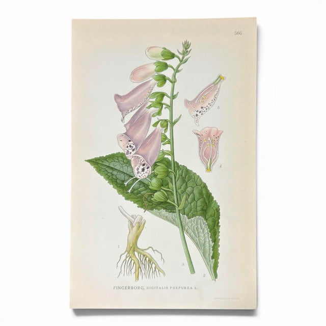 A graceful set of eight antique botanical prints, grouped for their soft pink-and-green palette, airy compositions, and...