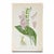 A graceful set of eight antique botanical prints, grouped for their soft pink-and-green palette, airy compositions, and...