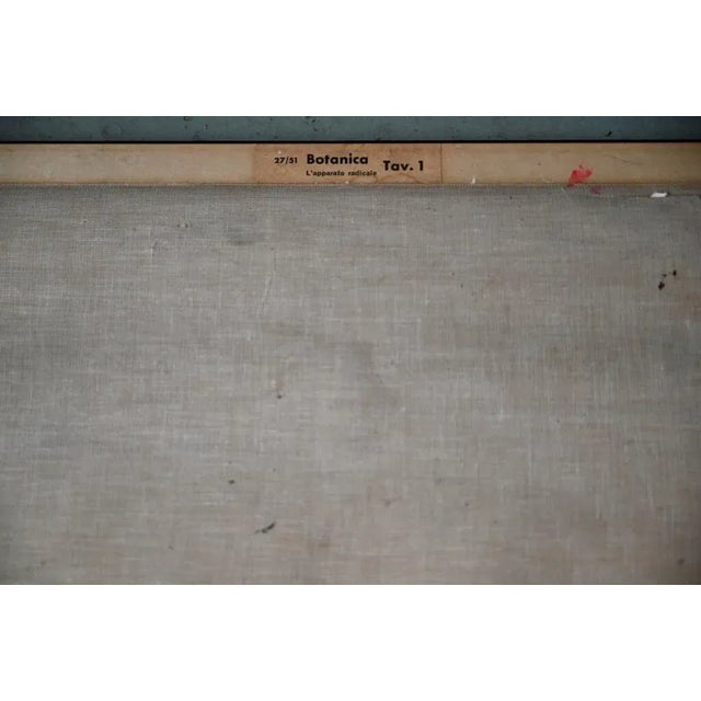 Vintage Biology Poster, 1963 For Sale - Image 9 of 11