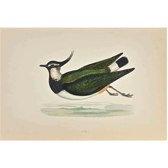 Peewit is a modern artwork realized in 1870 by the British artist Alexander Francis Lydon (1836-1917) . Woodcut print,...