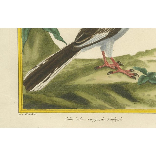 Martinet, Red-Billed Hornbill, 1770, Hand-Colored Engraving For Sale - Image 3 of 7