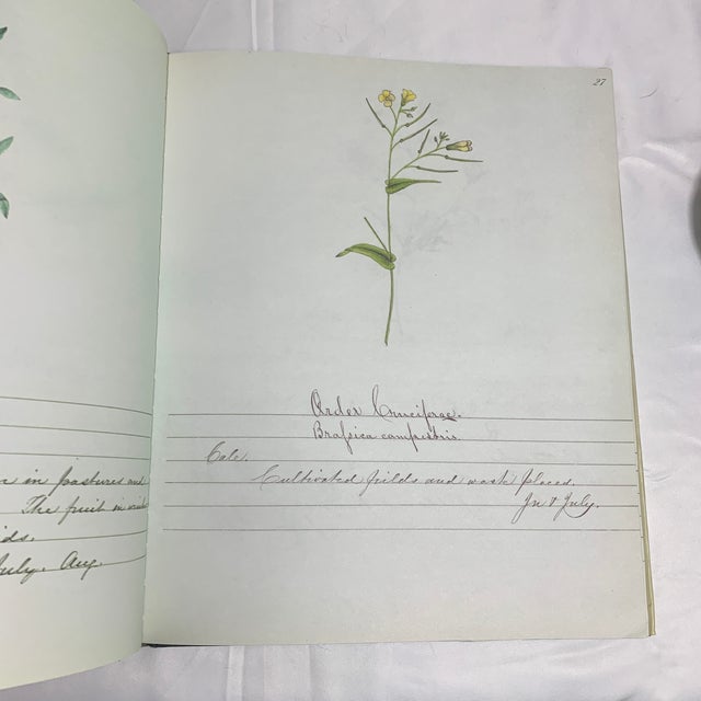 Paper A Shaker Sister’s Drawings - Wild Plants Illustrated by Cora Helena Sarle - Hardcover Book - 1997 For Sale - Image 7 of 10