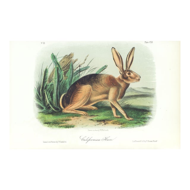 1854 Audubon Quadruped Octavo Lithograph "Plate 112 California Hare" For Sale