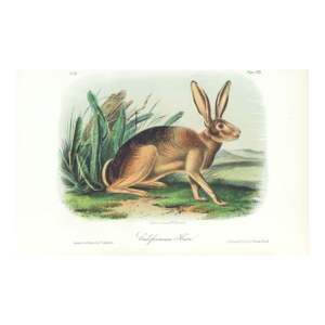 1854 Audubon Quadruped Octavo Lithograph "Plate 112 California Hare"