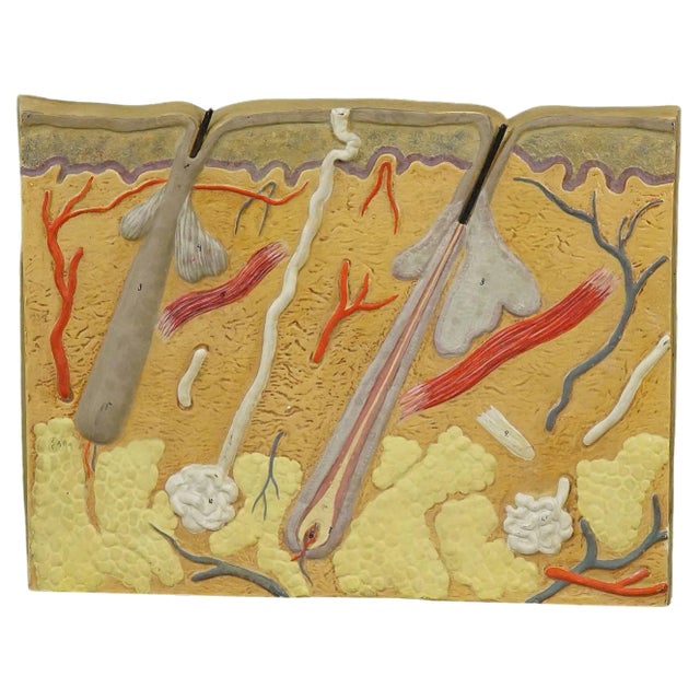 Teaching Aid-Structure of the Human Skin Plaster on Wood, 1920s For Sale