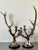 Vintage Natural Deer Antler Candlesticks - A Pair For Sale - Image 11 of 12