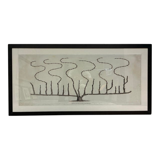 Natural Curiosities “Vine” William Forsyth 1802 Oversized Botanical Print For Sale