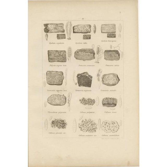 Otto Müller & G. Pabst, Botanical Prints, Germany, 1874, Lithographs on Paper, Set of 6 For Sale - Image 4 of 9