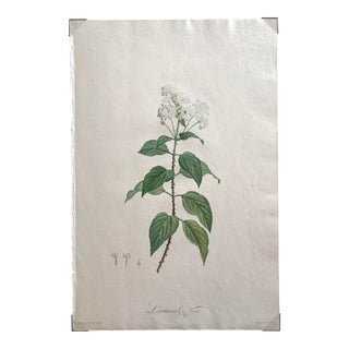 Lantana Nivea Hand Painted Colored Engraving, Signed P.J.Redouté For Sale