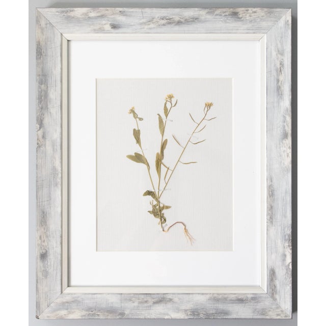 Custom Framed Antique Swedish Herbarium Botanical Specimens, Circa 1910 - Set of 4 For Sale In Houston - Image 6 of 9