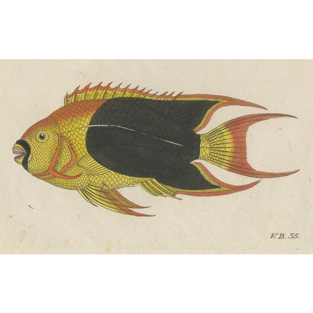 Black Bertuch, Three Exotic Tropical Fish, c.1800, Engraving For Sale - Image 8 of 10