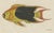 Black Bertuch, Three Exotic Tropical Fish, c.1800, Engraving For Sale - Image 8 of 10