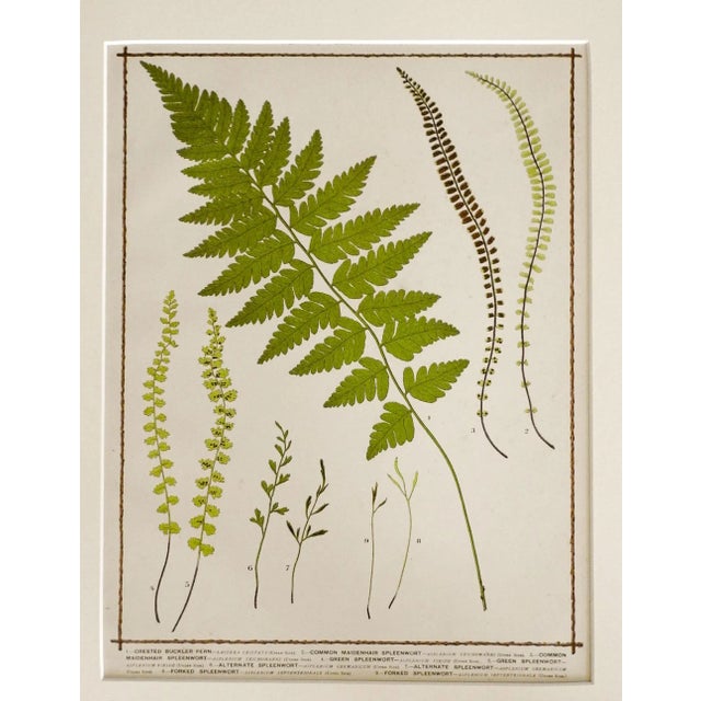 Pair of antique 1885 chromolithographs of ferns. Royal Fern and multiple ferns, from Francis George Heath's "The Fern...