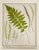 Pair of antique 1885 chromolithographs of ferns. Royal Fern and multiple ferns, from Francis George Heath's "The Fern...