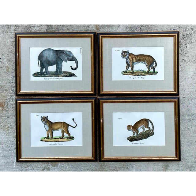 Vintage Framed Animal Illustrations - Set of 4 For Sale - Image 12 of 13