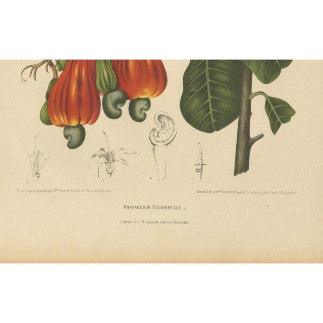 Hoola van Nooten, Cashew Tree Botanical, 1880, Chromolithograph For Sale - Image 5 of 9