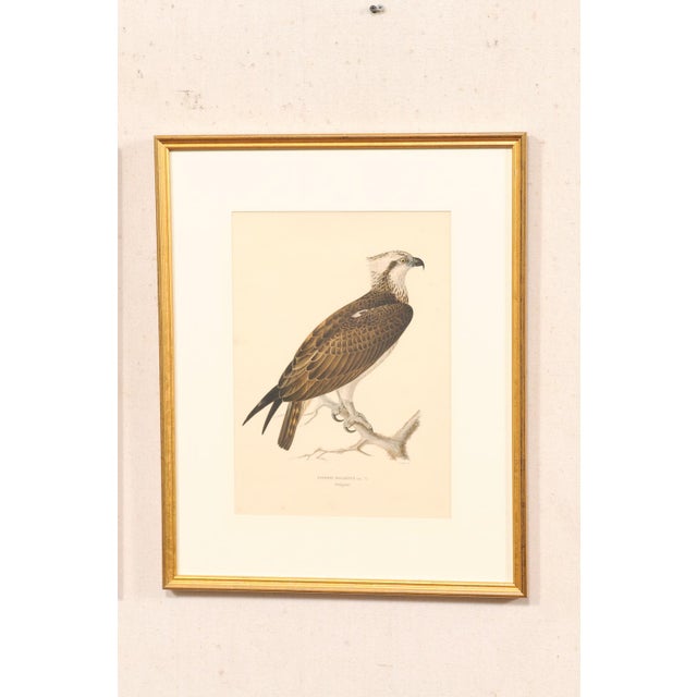 Mid-Century Modern Early 20th Century Swedish Framed Osprey Lithographs, C. 1920 - Set of 2 For Sale - Image 3 of 12