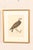 Mid-Century Modern Early 20th Century Swedish Framed Osprey Lithographs, C. 1920 - Set of 2 For Sale - Image 3 of 12