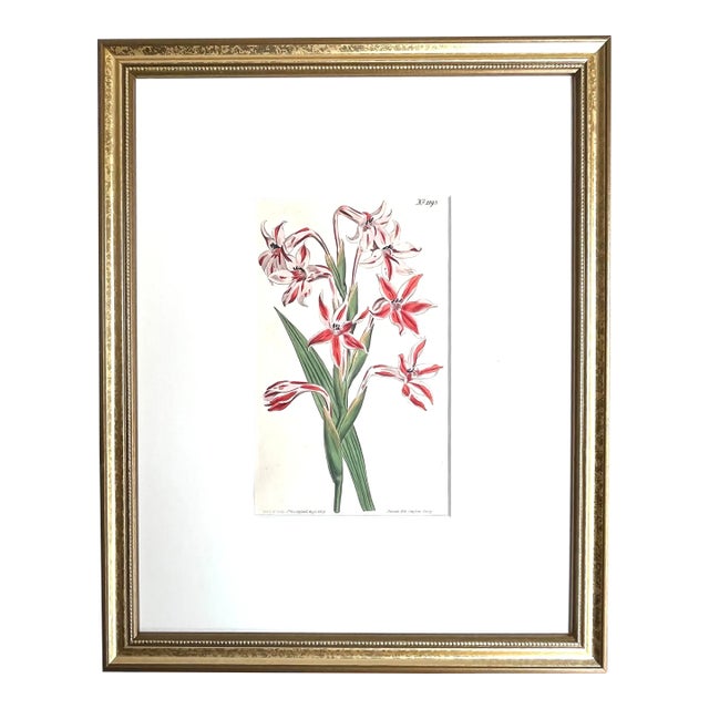 Antique Original Hand Colored Curtis Floral Botanical Etching For Sale
