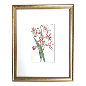 Antique Original Hand Colored Curtis Floral Botanical Etching