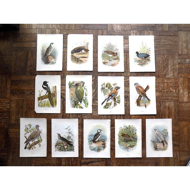 Authentic Antique 19th Century Chromolithograph Birds - Set of 13 For Sale - Image 9 of 9