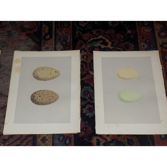 Realism Antique 19th Century Hand Colored Egg Lithographs - Water Birds - Set of 12 For Sale - Image 3 of 9
