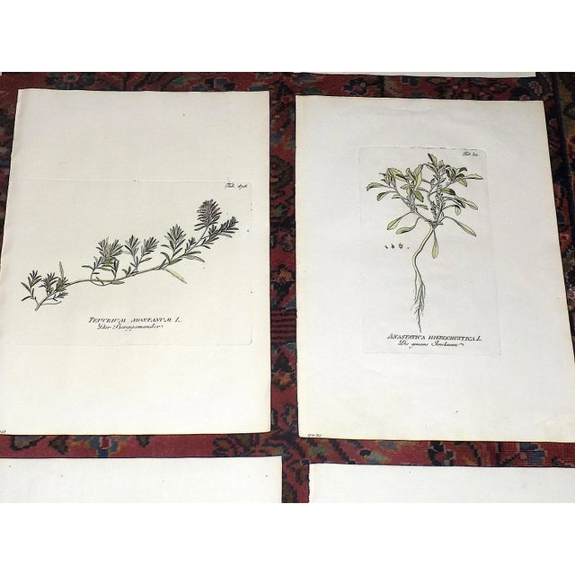 Late 18th Century Antique 18th Century Imperial Folio Joseph Plenck Botanical Copperplate Engravings-Botanicals - Set of 12 For Sale - Image 5 of 10