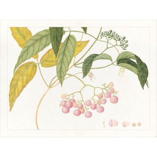 Golden Tropic Botanicals Plate #13, Giclée Print For Sale