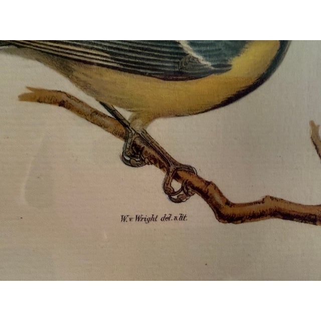 Ethan Allen Framed Antique Bird Print: Paris Major For Sale - Image 10 of 10