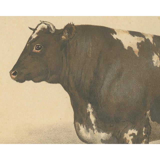 Olivier De Penne, Durham Shorthorn Bull, British Cattle, 1863, Chromolithograph For Sale - Image 4 of 9