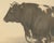 Olivier De Penne, Durham Shorthorn Bull, British Cattle, 1863, Chromolithograph For Sale - Image 4 of 9