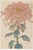 Pink Floral Giclee, Vintage Japanese Botanical Art Print, 8" X 12" For Sale