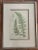 Early 20th Century Henry Bradbury Fern Print For Sale - Image 11 of 11